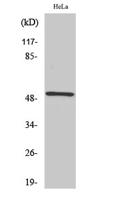 RSAD1 Polyclonal Antibody