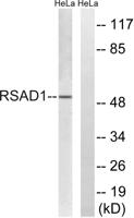 RSAD1 Polyclonal Antibody