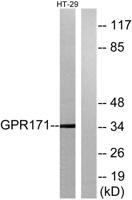 GPR171 Polyclonal Antibody
