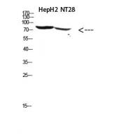 RSK3 Polyclonal Antibody