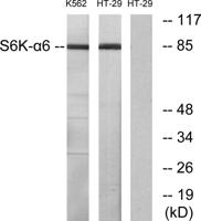 Rsk-4 Polyclonal Antibody