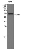 GPR172A Polyclonal Antibody