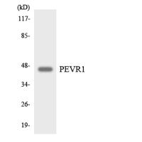 GPR172A Polyclonal Antibody