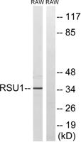 Rsu-1 Polyclonal Antibody