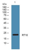 RT10 Polyclonal Antibody