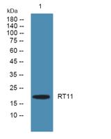 RT11 Polyclonal Antibody