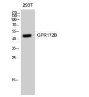 GPR172B Polyclonal Antibody