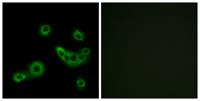GPR172B Polyclonal Antibody