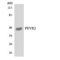 GPR172B Polyclonal Antibody