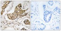 RTCD1 Polyclonal Antibody