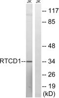 RTCD1 Polyclonal Antibody