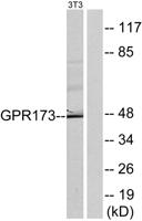 GPR173 Polyclonal Antibody