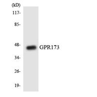 GPR173 Polyclonal Antibody