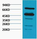 Rubisco Polyclonal Antibody
