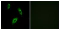 GPR174 Polyclonal Antibody