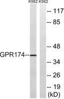 GPR174 Polyclonal Antibody