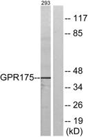 GPR175 Polyclonal Antibody