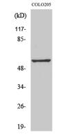 GPR176 Polyclonal Antibody