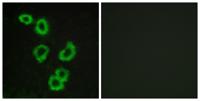 GPR176 Polyclonal Antibody