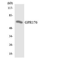GPR176 Polyclonal Antibody