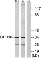 GPR18 Polyclonal Antibody