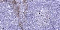 GPR18 Polyclonal Antibody