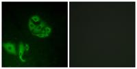 GPR20 Polyclonal Antibody