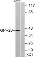 GPR20 Polyclonal Antibody