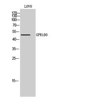 GPR180 Polyclonal Antibody