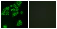 GPR180 Polyclonal Antibody