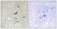 GPR180 Polyclonal Antibody