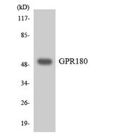 GPR180 Polyclonal Antibody
