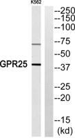 GPR25 Polyclonal Antibody