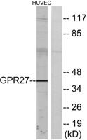 GPR27 Polyclonal Antibody
