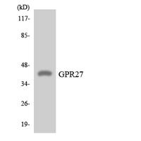 GPR27 Polyclonal Antibody