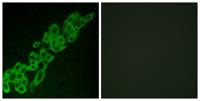 GPR32 Polyclonal Antibody