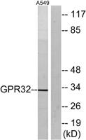 GPR32 Polyclonal Antibody