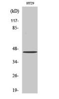 GPR34 Polyclonal Antibody