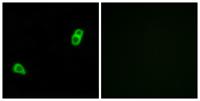 GPR34 Polyclonal Antibody