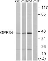 GPR34 Polyclonal Antibody