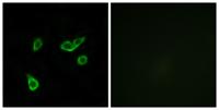GPR35 Polyclonal Antibody