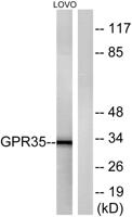 GPR35 Polyclonal Antibody