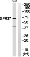 GPR37 Polyclonal Antibody