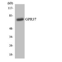 GPR37 Polyclonal Antibody