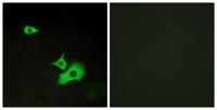 GPR37L1 Polyclonal Antibody