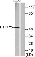 GPR37L1 Polyclonal Antibody