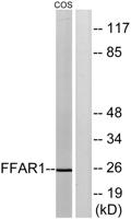 GPR40 Polyclonal Antibody