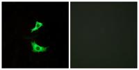 GPR41 Polyclonal Antibody