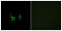 GPR43 Polyclonal Antibody