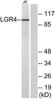 GPR48 Polyclonal Antibody